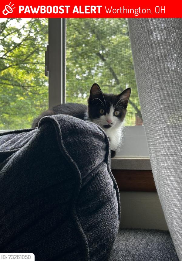 Lost Female Cat last seen Wilson Drive, in our garage. She ran out as we were coming home. The car scared her,, Worthington, OH 43085