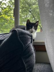 Lost Female Cat last seen Wilson Drive, in our garage. She ran out as we were coming home. The car scared her,, Worthington, OH 43085