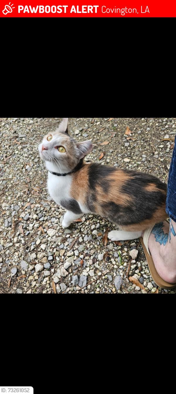 Lost Female Cat last seen Edna st Covington la 70433, Covington, LA 70433