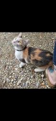 Lost Female Cat last seen Edna st Covington la 70433, Covington, LA 70433
