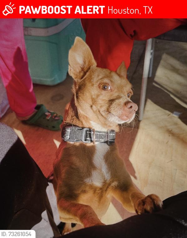 Lost Male Dog last seen Irvington & King St, Houston, TX 77022
