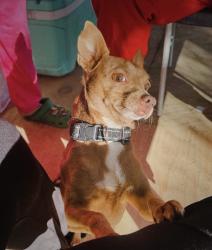 Lost Male Dog last seen Irvington & King St, Houston, TX 77022