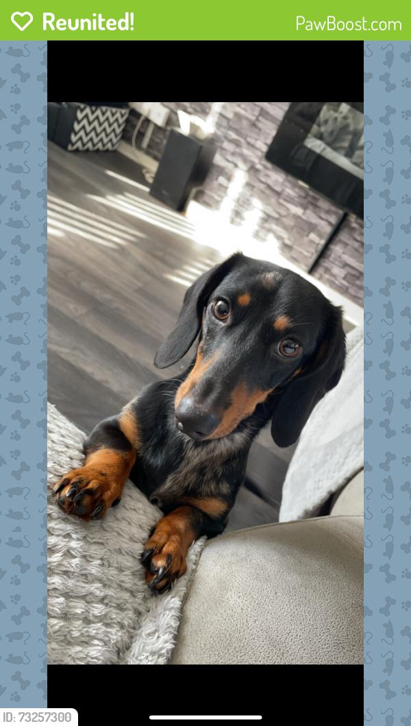 Reunited Female Dog last seen Riverdale road, Greater Manchester, England M9 8JQ