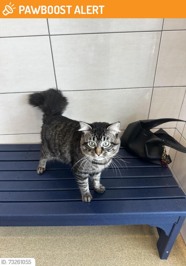 Found/Stray Male Cat last seen north richland hills animal shelter, North Richland Hills, TX 76180