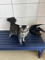 Found/Stray Male Cat last seen north richland hills animal shelter, North Richland Hills, TX 76180