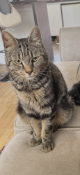 Lost Male Cat last seen Timbercroft primary school, Greater London, England SE18 2SQ