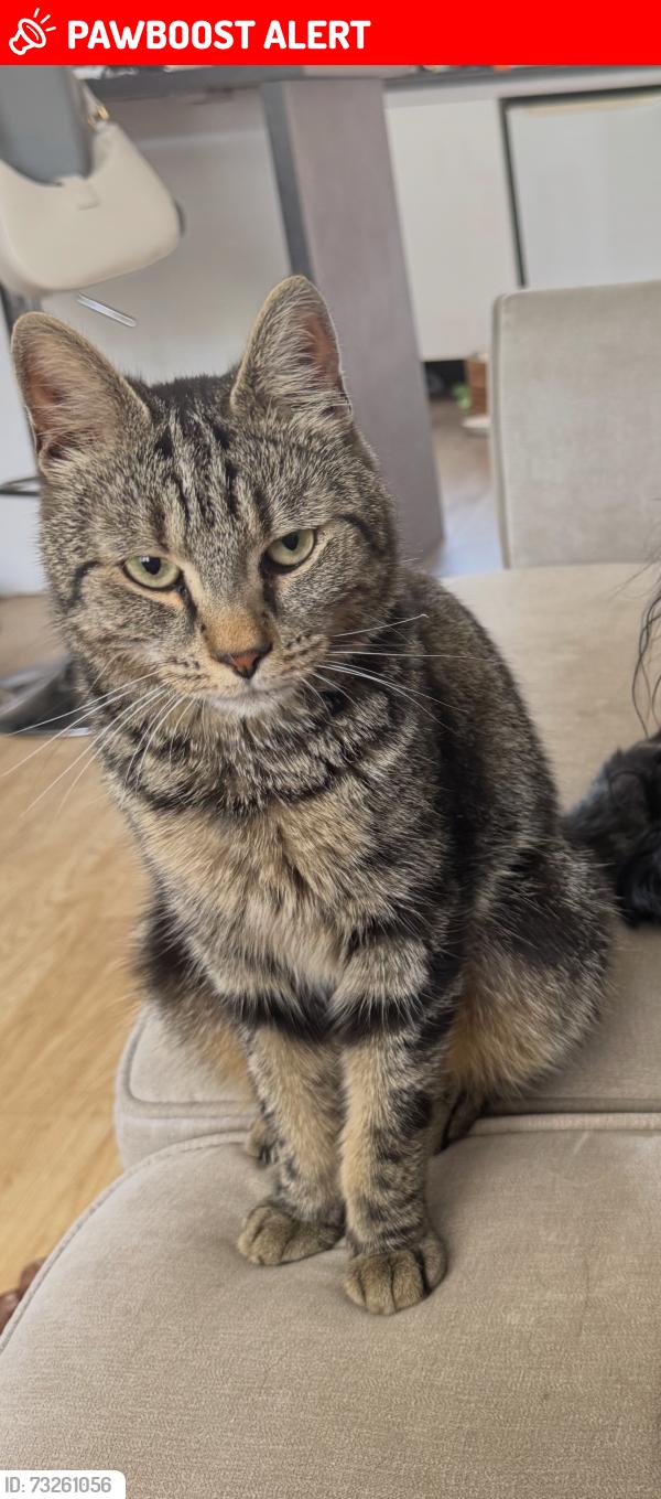 Lost Male Cat last seen Timbercroft primary school, Greater London, England SE18 2SQ