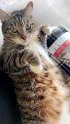 Lost Male Cat last seen Close to James market, Sedro-Woolley, WA 98284