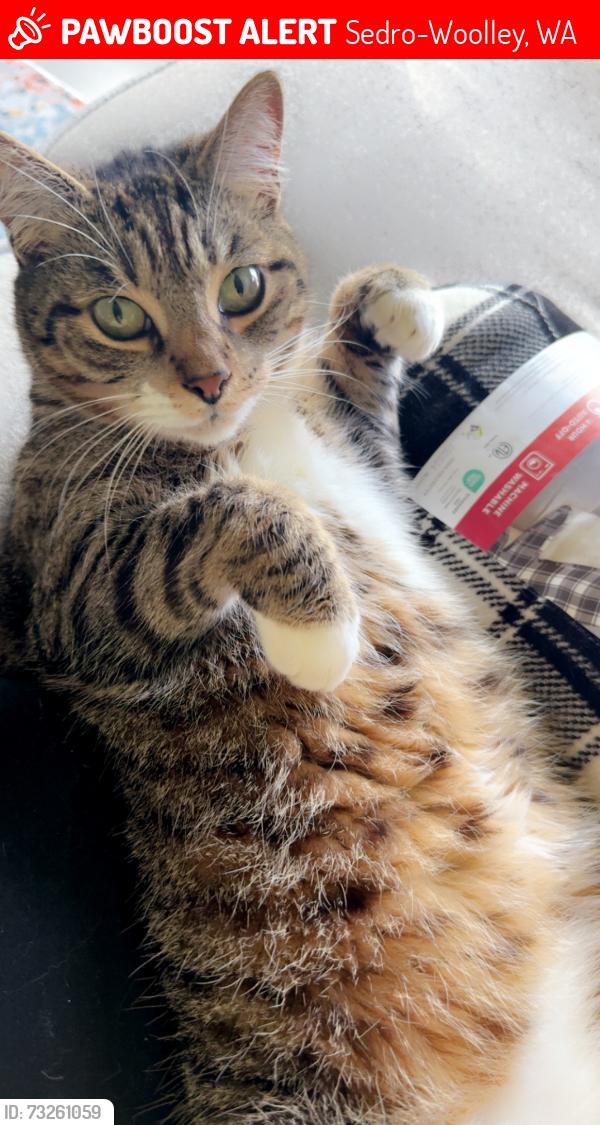 Lost Male Cat last seen Close to James market, Sedro-Woolley, WA 98284