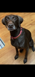 Reunited Female Dog last seen Willow oak & 26th, Edgewater, FL 32141
