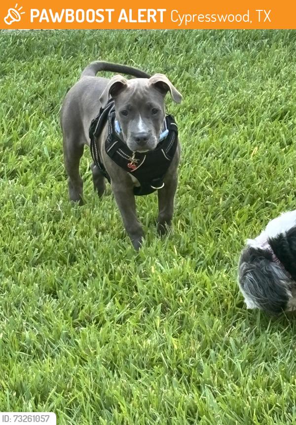 Found/Stray Female Dog last seen Rolling forest dr, Cypresswood, TX 77388