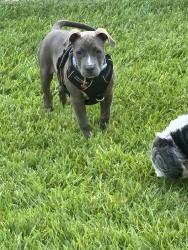 Found/Stray Female Dog last seen Rolling forest dr, Cypresswood, TX 77388