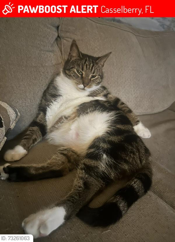 Lost Male Cat last seen Carriage hill Dr, Casselberry, FL 32707