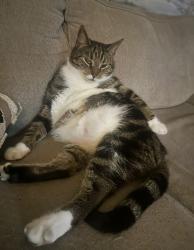 Lost Male Cat last seen Carriage hill Dr, Casselberry, FL 32707