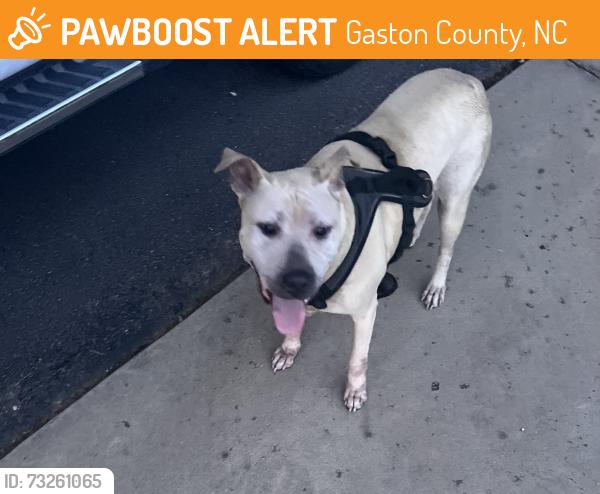 Found/Stray Female Dog last seen Wildflower Dr/Deer Haven Terrace, Gaston County, NC 28056
