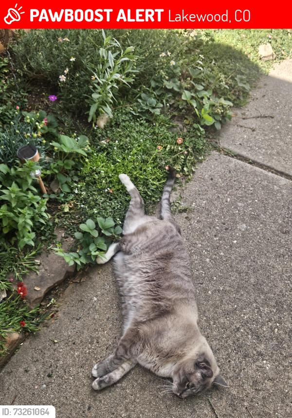 Lost Male Cat last seen Kentucky and Kipling, Lakewood, CO 80226