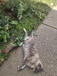 Lost Male Cat last seen Kentucky and Kipling, Lakewood, CO 80226