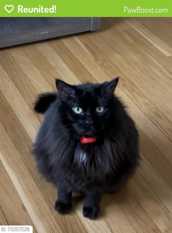 Reunited Female Cat last seen Beacon Hill Rd, Virginia, USA, Fairfax County, VA 22307