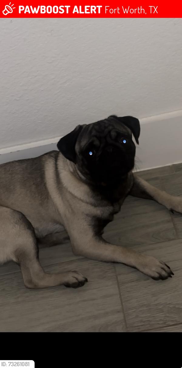 Lost Male Dog last seen Freeway 35, Fort Worth, TX 76104