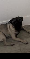 Lost Male Dog last seen Freeway 35, Fort Worth, TX 76104