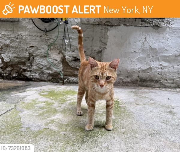 Found/Stray Male Cat last seen Near ANGELA’S cake, New York, NY 10032