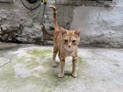 Found/Stray Male Cat last seen Near ANGELA’S cake, New York, NY 10032