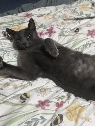 Lost Male Cat last seen Between Gladstone Elementary and Costco, San Dimas, CA 91773