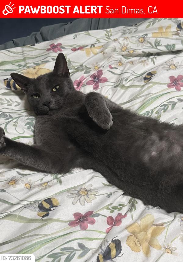 Lost Male Cat last seen Between Gladstone Elementary and Costco, San Dimas, CA 91773