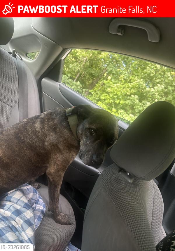 Lost Female Dog last seen Near the tater hole, Granite Falls, NC 28630