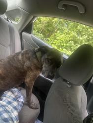 Lost Female Dog last seen Near the tater hole, Granite Falls, NC 28630