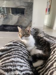 Lost Male Cat last seen Copper canyon Rd., Lantana, TX 76226