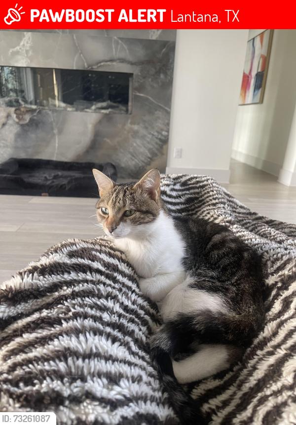 Lost Male Cat last seen Copper canyon Rd., Lantana, TX 76226