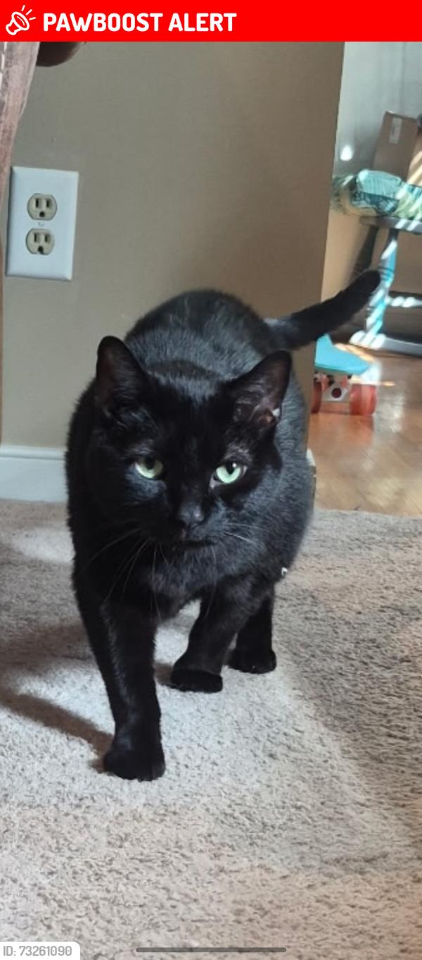 Lost Male Cat last seen Manordale Rd, Chesterfield County, VA 23832
