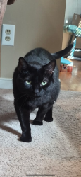 Lost Male Cat last seen Manordale Rd, Chesterfield County, VA 23832
