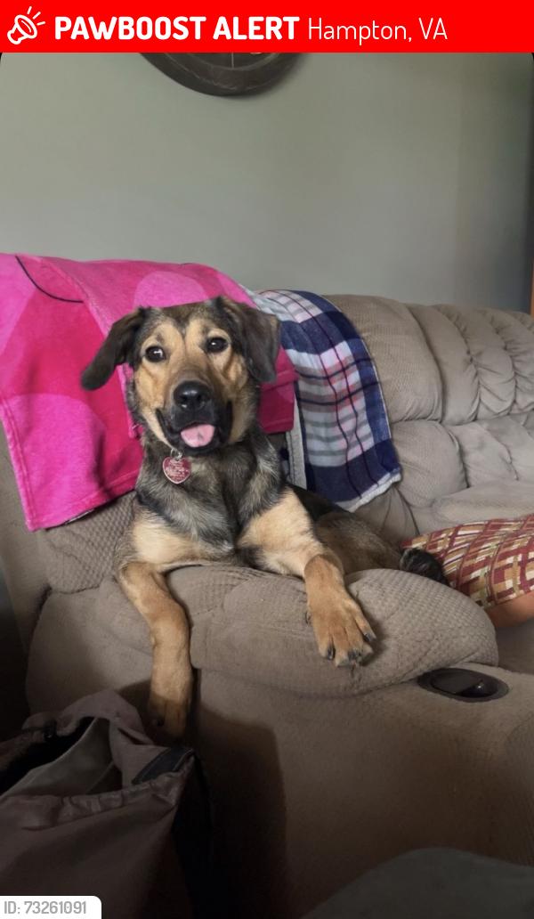 Lost Female Dog last seen Timberline and Village Dr, Hampton, Hampton, VA 23666