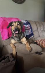 Lost Female Dog last seen Timberline and Village Dr, Hampton, Hampton, VA 23666