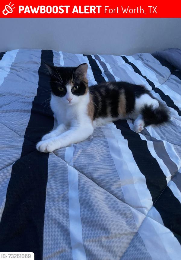 Lost Female Cat last seen The arwens apmt, Fort Worth, TX 76134