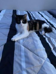 Lost Female Cat last seen The arwens apmt, Fort Worth, TX 76134