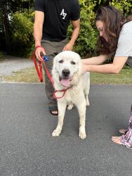 Found/Stray Male Dog last seen Near dollar general on Buffalo lakes, Barbecue, NC 27332