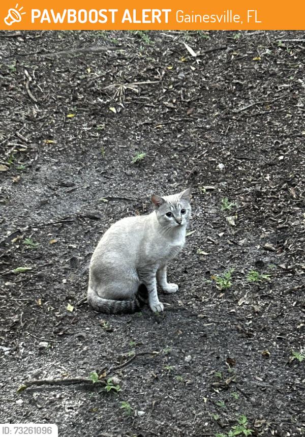 Found/Stray Unknown Cat last seen Lakewood Villas apmts, Gainesville, FL 32607