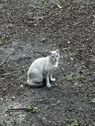 Found/Stray Unknown Cat last seen Lakewood Villas apmts, Gainesville, FL 32607