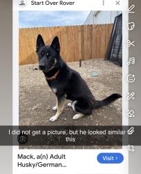 Found/Stray Male Dog last seen Back of Hunter school, Raleigh, NC 27601