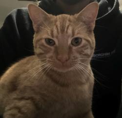 Lost Male Cat last seen NE 1st Avenue, Cape Coral, FL 33990