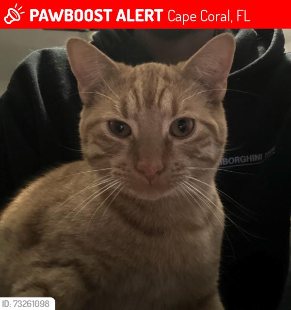 Lost Male Cat last seen NE 1st Avenue, Cape Coral, FL 33990