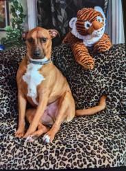 Reunited Male Dog last seen Buckman Rd and Ridge Road, Rochester, NY 14615