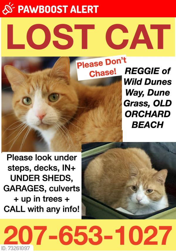 Lost Male Cat last seen Dune Grass Glen Eagle, Old Orchard Beach, ME 04064