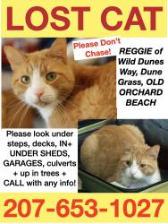 Lost Male Cat last seen Dune Grass Glen Eagle, Old Orchard Beach, ME 04064