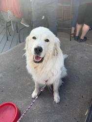 Reunited Female Dog last seen 92nd and Wadsworth, Westminster, CO 80021
