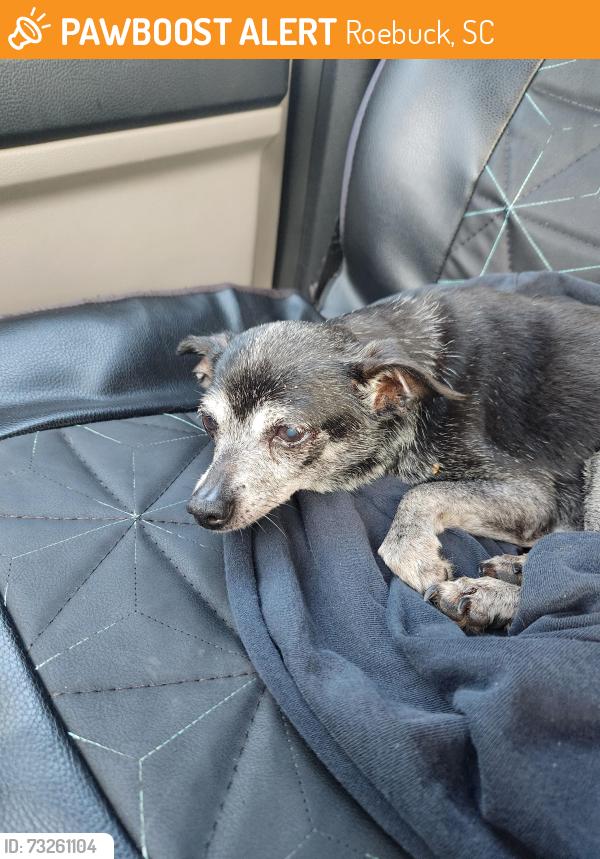 Found/Stray Unknown Dog last seen Hannah's Liquor Store, Roebuck, SC 29376