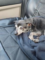 Found/Stray Unknown Dog last seen Hannah's Liquor Store, Roebuck, SC 29376